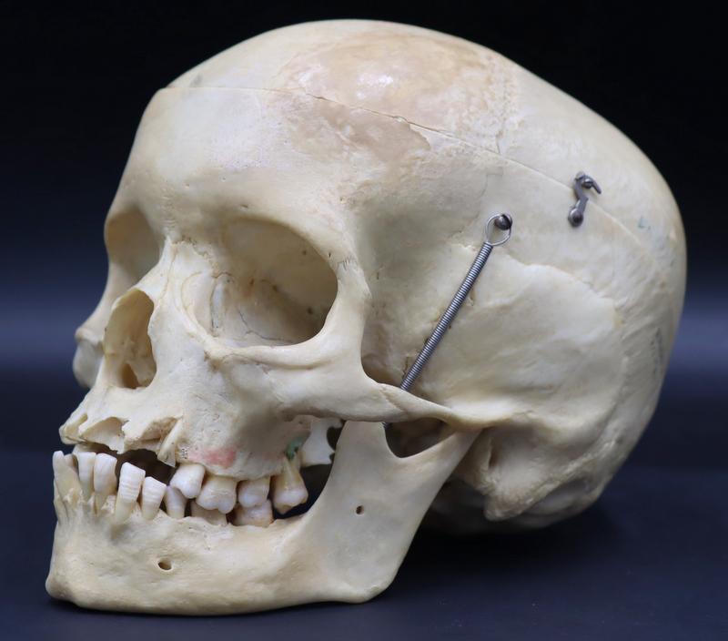 Antique Medical Human Skull Clay-Adams (1 of 19)