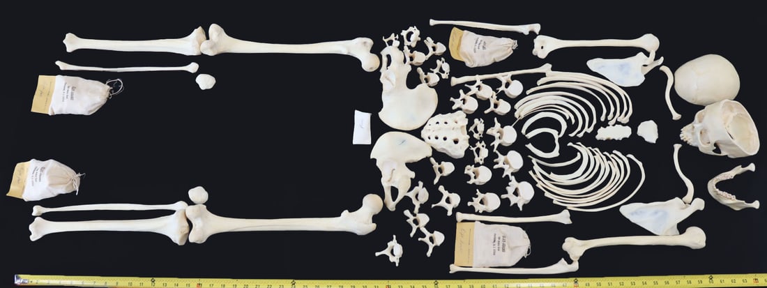 Vintage Clay Adams Full Human Medical Skeleton. (1 of 12)