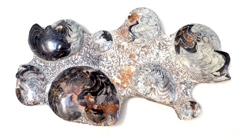 JEWELRY. Large Ammonite Fossils in Matrix. (1 of 12)