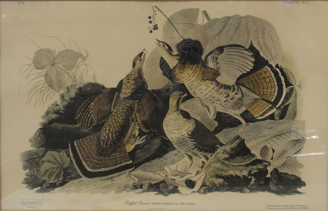 AUDUBON Framed Print (1 of 9)