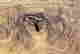 item-17753184=6