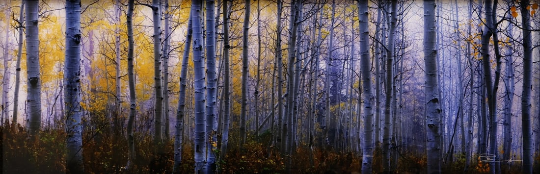 PETER LIK (AUSTRALIAN, B.1959).: 'Autumn Forest', Utah. Photograph. Signed lower right. Open edition. Property from a Westchester County, NY estate. Dimensions: Sight: 15.25" h x 47" w. Frame: 20" h x 51.5" w.