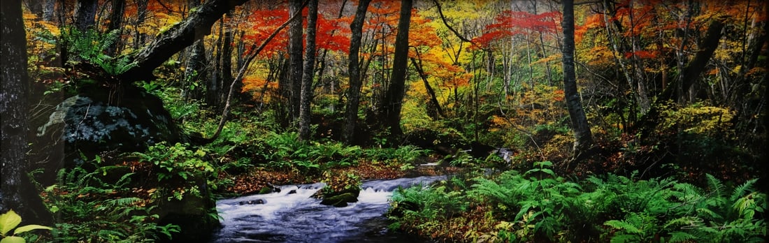 PETER LIK (AUSTRALIAN, B.1959).: 'Autumn Forest', Aomori, Japan. Photograph. Signed lower right. Open edition. Property from a Westchester County, NY estate. Dimensions: Sight: 15.25" h x 47" w. Frame: 20" h x 51.5&quo