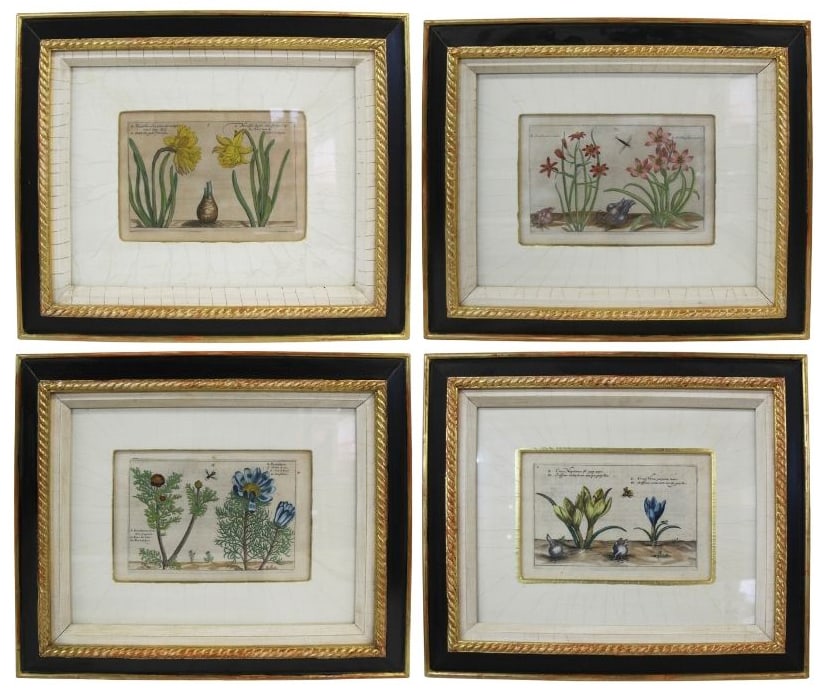 Four Dutch Botanicals from Crispin de Passe. (1 of 12)
