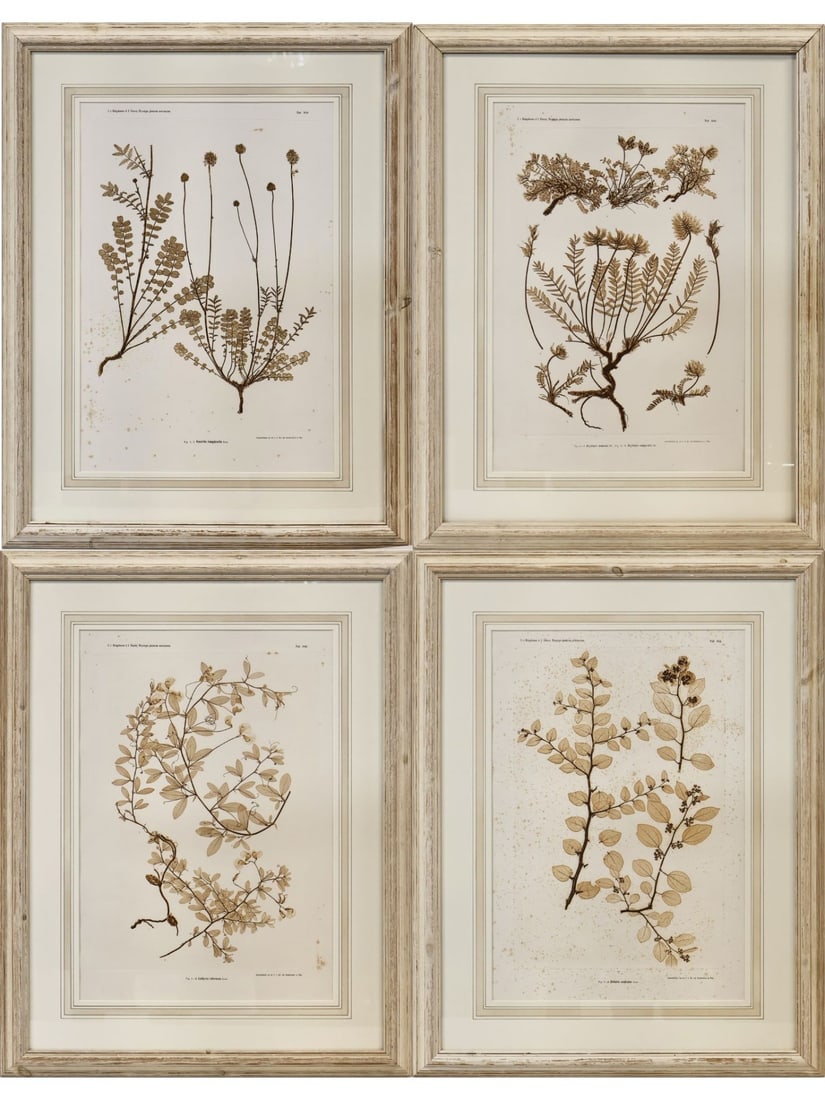 VON ETTINGSHAUSEN - FOUR BOTANICAL PRINTS.: Four Works: From the Physiotypia Plantarum Austri by Baron von Ettingshausen (1826-1897) and Alois Pokrny (1826-1886). 1856. Printed engravings in sepia ink on wove paper. Property from a Chappaqua, N