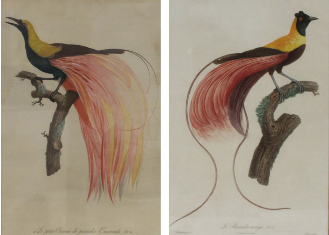 Barraband, (2) Ornithological Colored Etchings: From a Queens NY estate. - Dimensions: 20" x 14.25" & Frame 28" x 21"