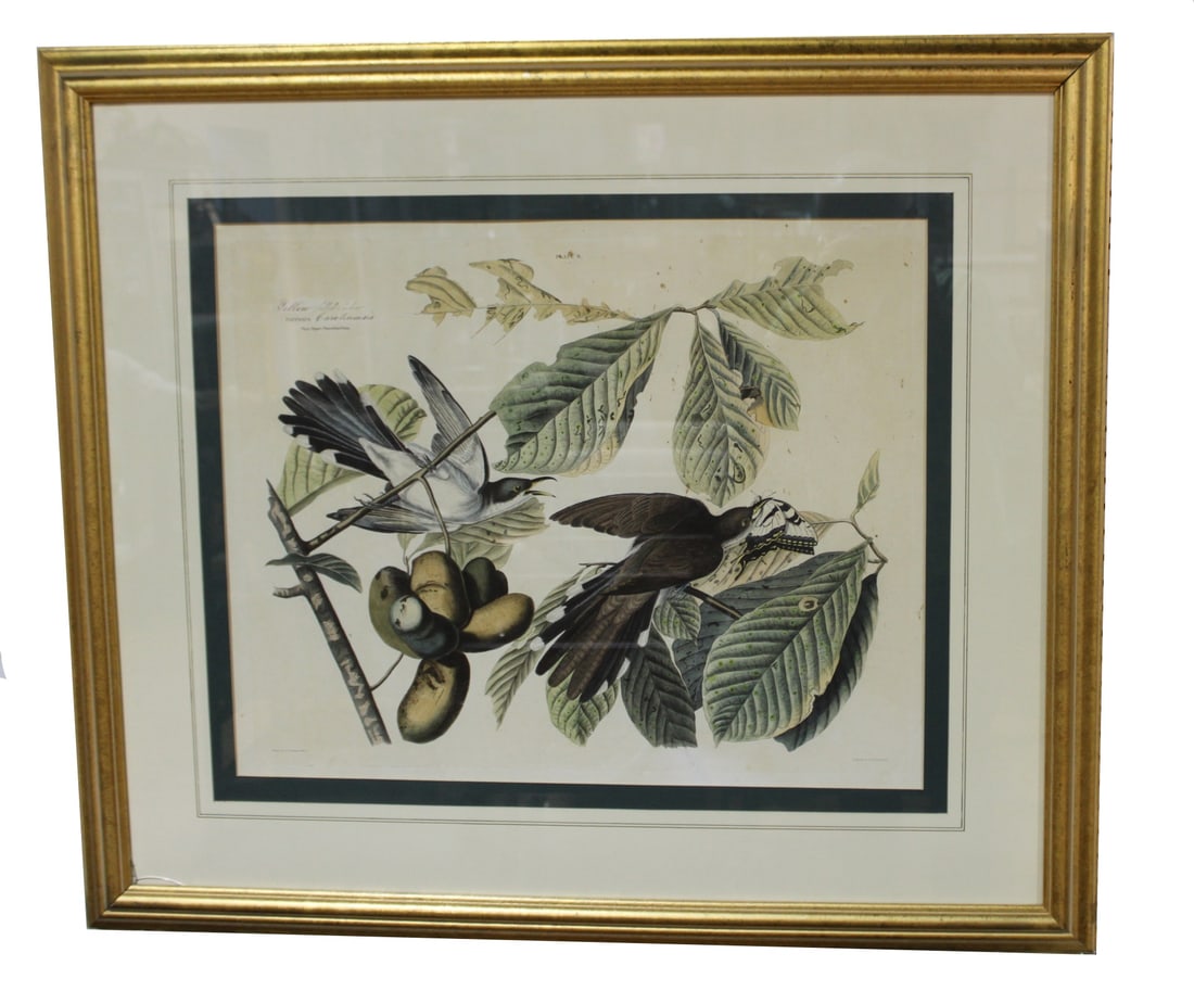 Audubon Print of the Yellow-Billed Cuckoo.: A rare original large folio size hand-colored etching, plate # 2 in Audubon's "Birds of North America." This is a rare printing of a first edition by Lizars. Only 50 copies of the first ten 