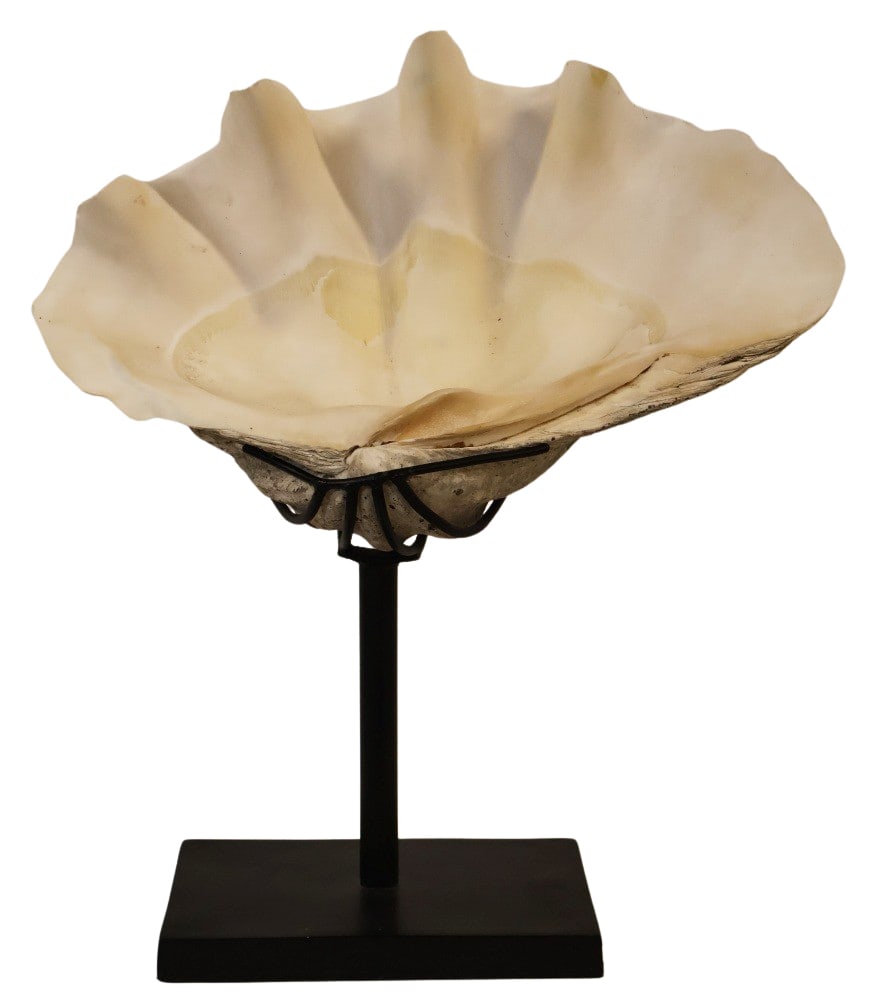 Giant Antique Clam Shell on Stand.: Large and original and mounted on a custom stand made for it. From the estate of a 50+ year antique dealer specializing in decorative arts with an emphasis on Opaline glass boxes.