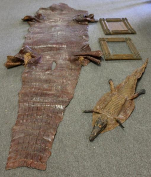 Crocodile Hide Lot.: With a pair of tramp art frames. From a Massachusetts estate. Dimensions: small - 50" in length, large - 10' 11," frames - 20" w x 17.5" h.