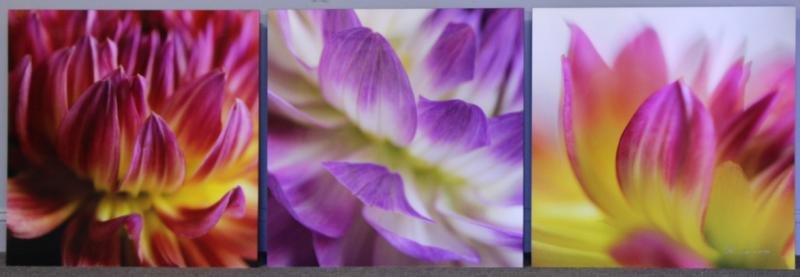 LIK, Peter. Set of 3 Limited Edition Photographs: "Summer Flower Collection: Temptation, Beauty, and Purity". "Purity" signed and numbered AP 10/45, each image is authenticated verso and collection has accompanying COA. Peter Lik (Australian, 1959).