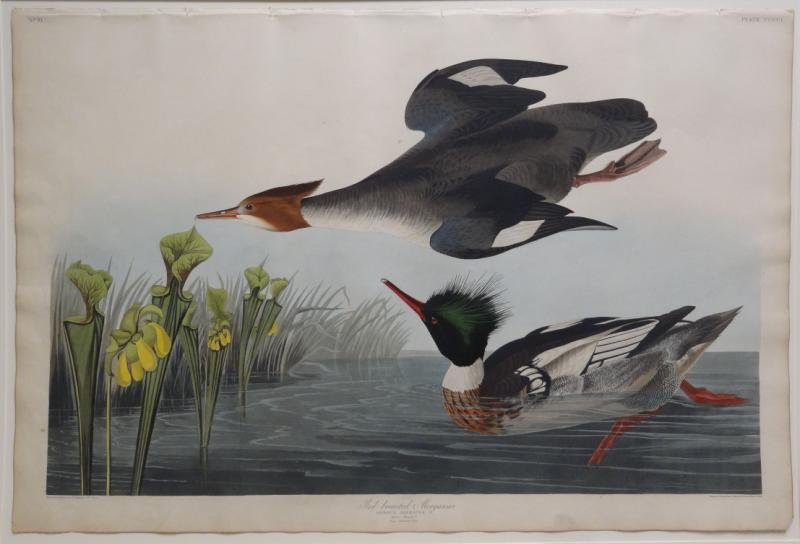 AUDUBON, John James. "Red-Breasted Merganser,: Mergus Serrator." Plate CCCCI. Engraving with etching, aquatint and hand-coloring. Printed by Robert Havell, J. Whatman watermark 1837. From a Pelham, NY collector. Dimensions: Sheet - 25.5" high x 38