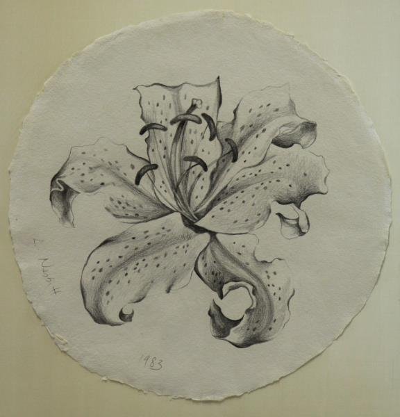 NESBITT, Lowell. Pencil on Paper Lilly, 1983 (1 of 5)