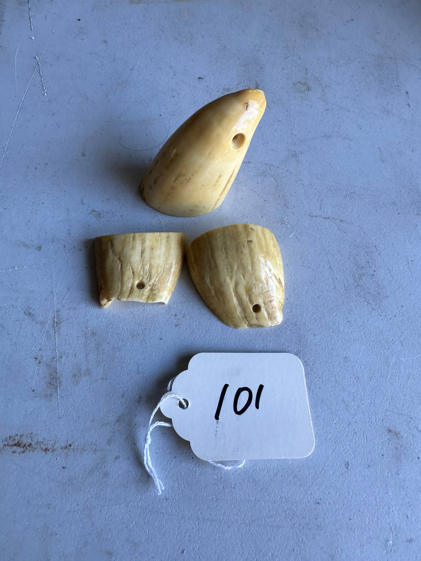 Walrus, Whale Teeth Auction