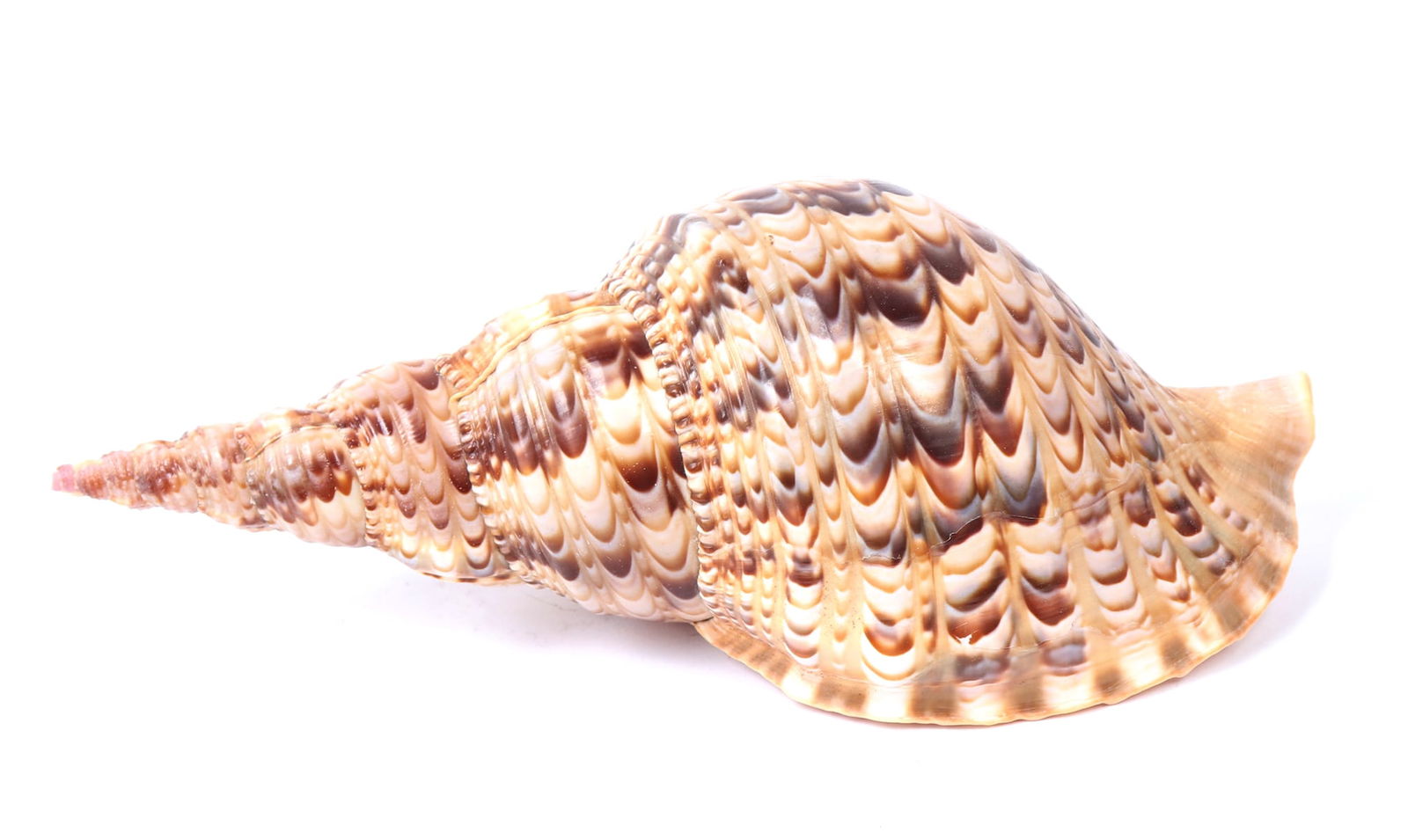 Gorgeous Ten Inch Long Triton Sea Shell (1 of 3)