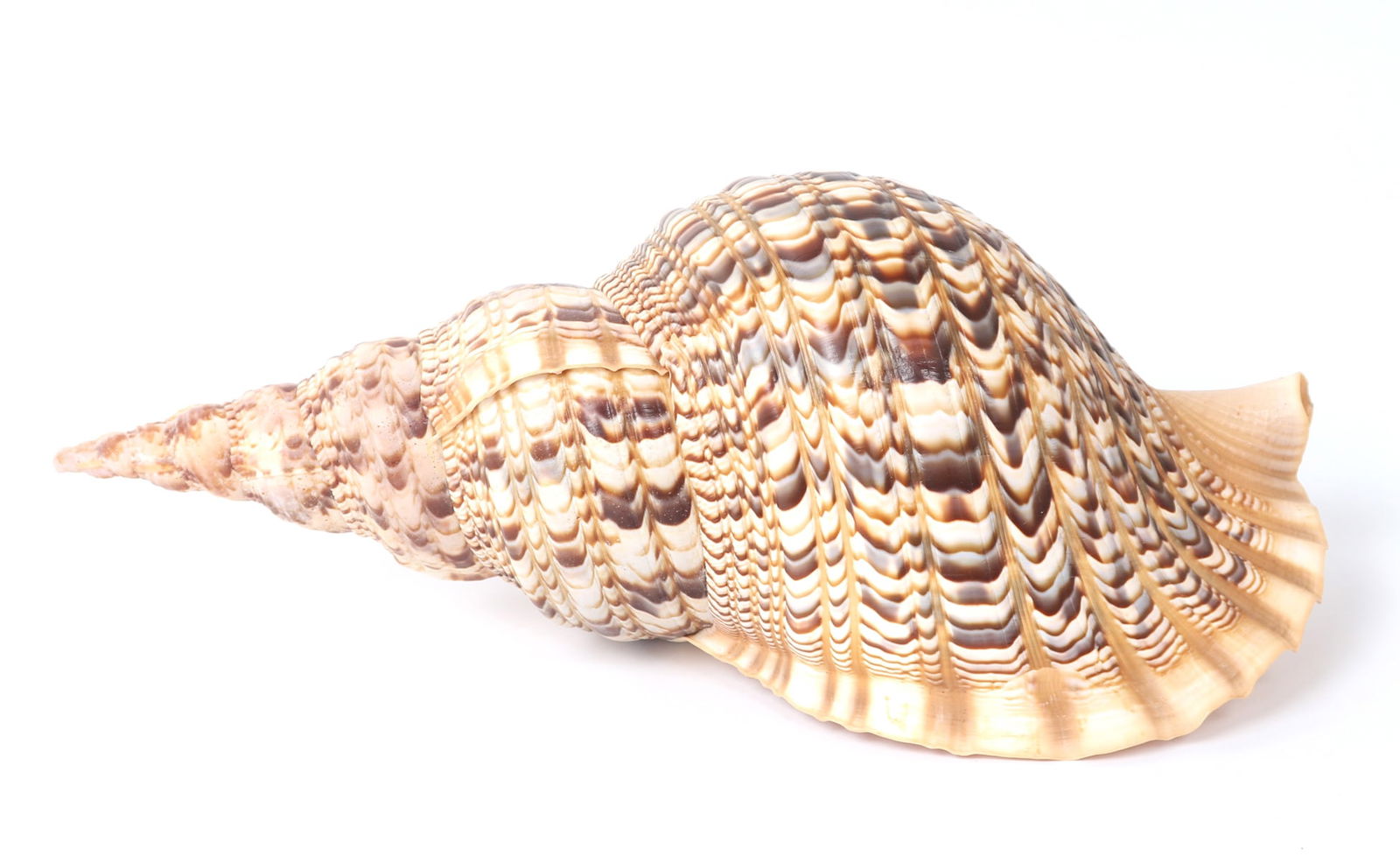 Massive Seventeen Inch Long Triton Conch Shell (1 of 7)