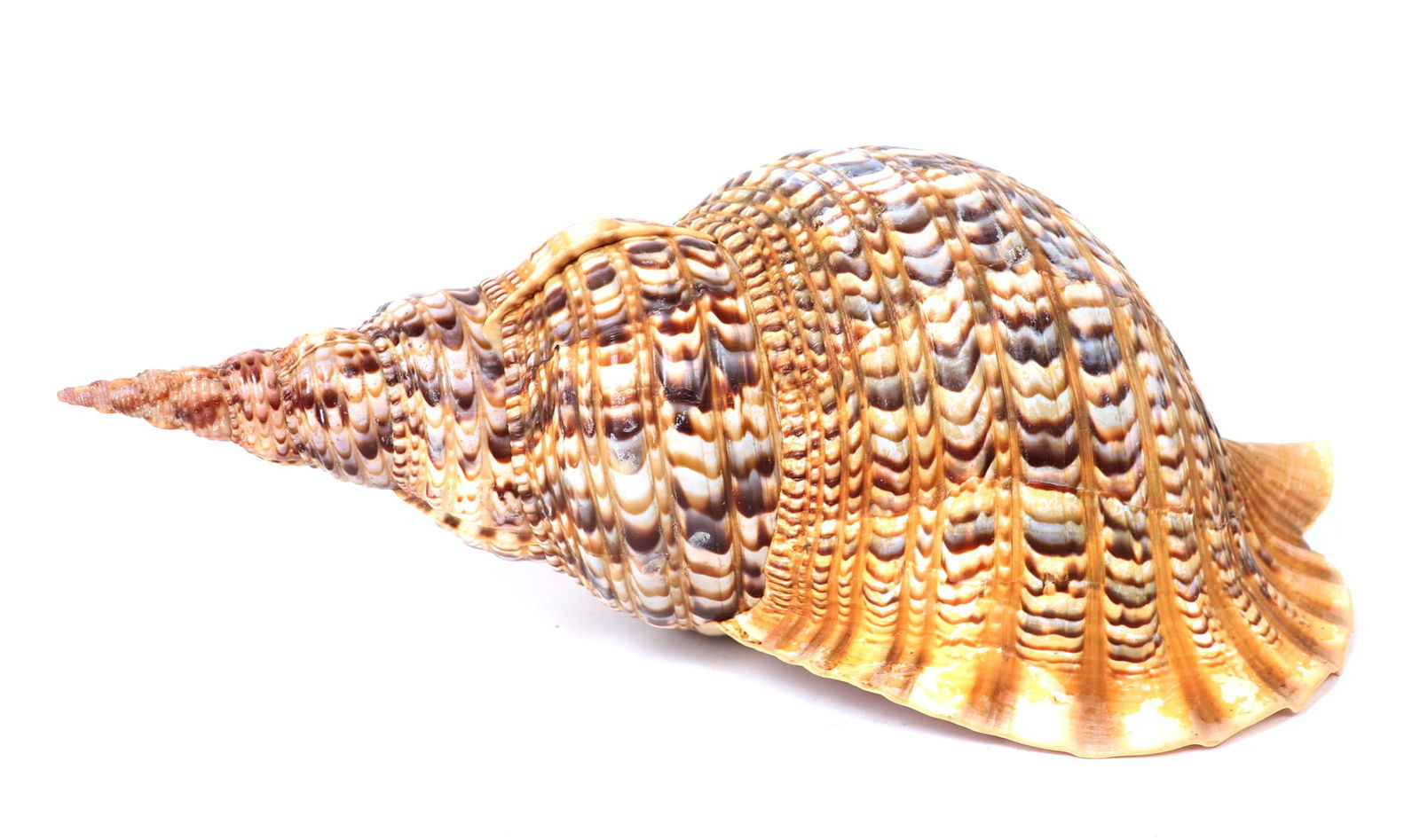 Large Triton Sea Shell, Charonia Tritonis (1 of 4)