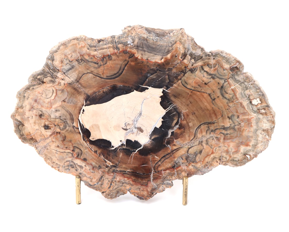 Ancient Petrified Wood Slab w/Stand: Gorgeous petrified wood slab, cut and polished from a larger branch or trunk section. Wood turned into a hard cold fossil after millions of years of aging. Size 8" L x 5 1/4" H