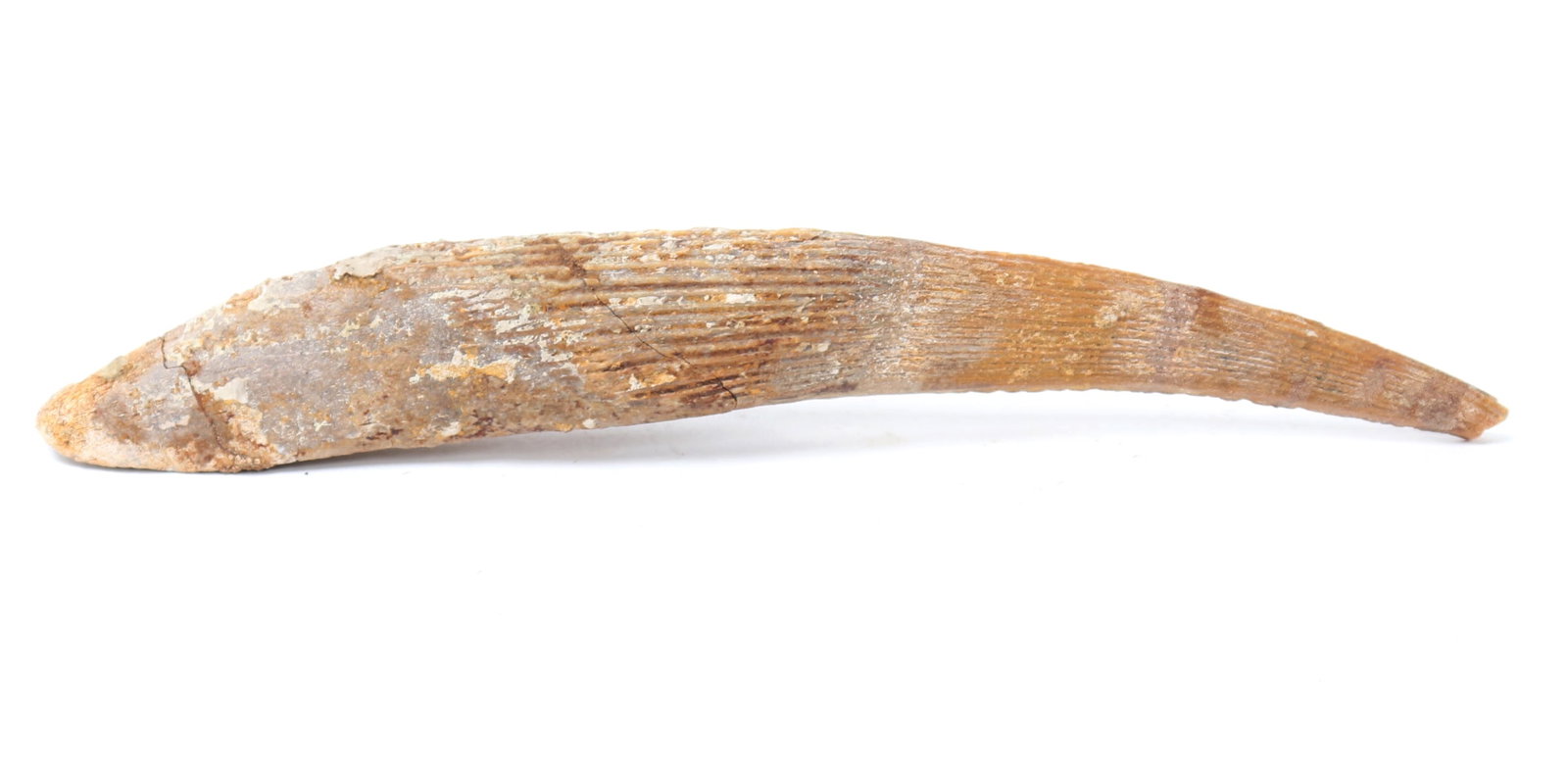 Ancient Fossilized Pterodactyl Beak: Wonderful ancient fossilized pterodactyl beak, millions of years old. Ribbed beak with a slight edge from where teeth had been. Shell and barnacles remnants indicate this piece was likely found in a b