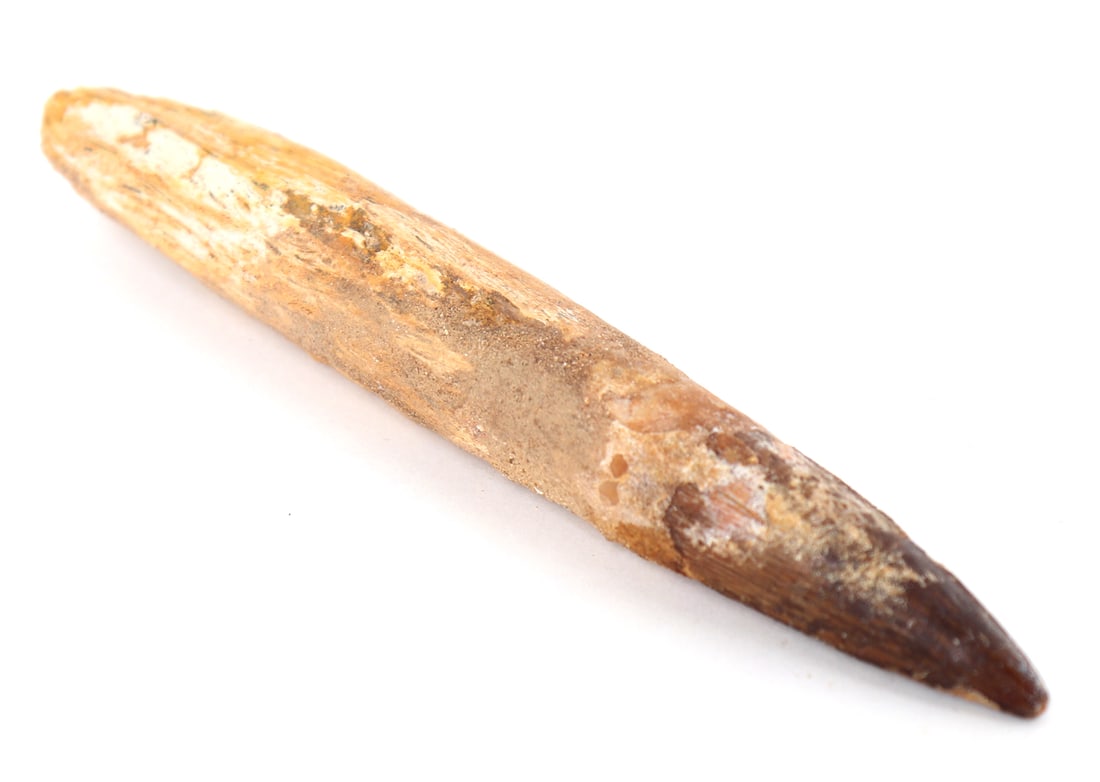 Wonderful Fossilized Spinosaurus Tooth: Late Cretaceous period, about 100 to 94 million years ago. Fossilized Spinosaurus tooth with wonderful dark aged patina. Spinosaurus skull when at full growth measured up to six feet long, imagine a j