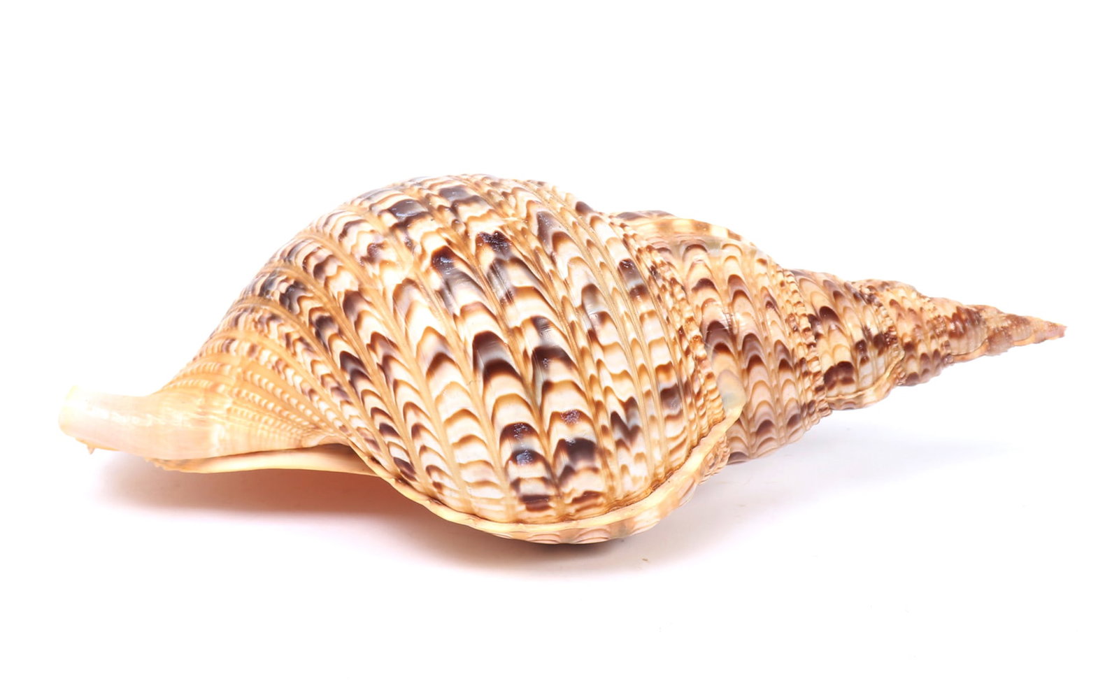 Triton Sea Shell, Charonia Tritonis, Fifteen Inches Long (1 of 5)