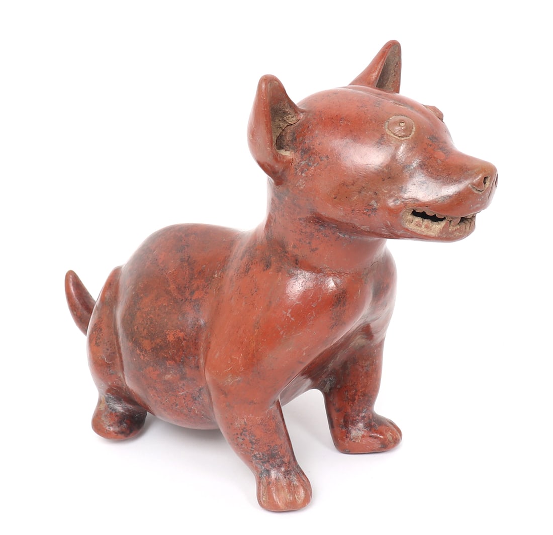 Very Large Colima Redware Dog, 300 BCE - 300 CE: Fantastic redware Colima dog, 300 BCE - 300 CE in very large scale and brilliant deep red color. Depicted in a semi-standing at the ready or attention pose with a curved upward short tail. Head lookin