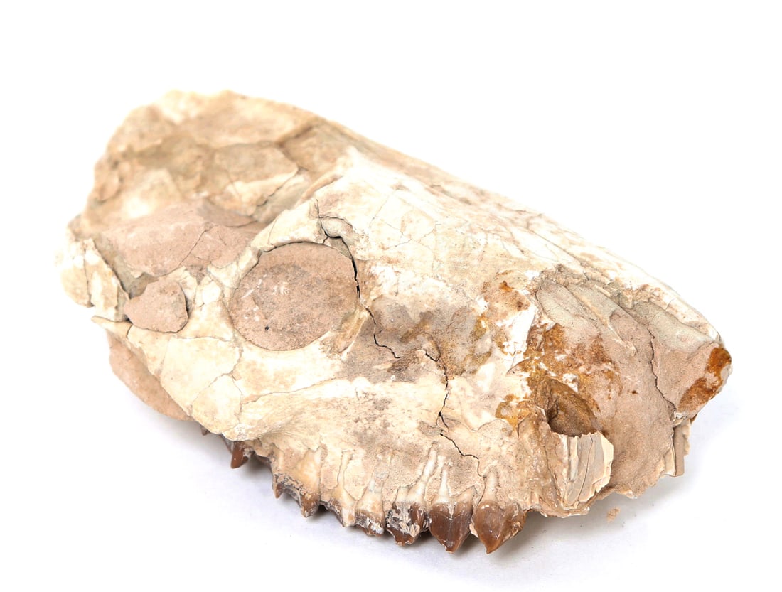 Ancient Baby Raptor Skull with Teeth: Cretaceous Period, about 65 million years ago. Well preserved fossilized ancient baby raptor dinosaur skull with one section of teeth still intact. Earth and mineral deposits throughout still affixed 
