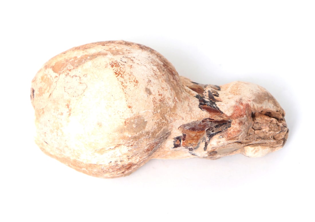 Rare Fossilized Baby Raptor Skull: Preserved remains of an extinct baby raptor skull, dating millions of years old. Skull and nostril shapes are well intact and preserved, with ancient losses throughout. Pigment and dirt remains throug