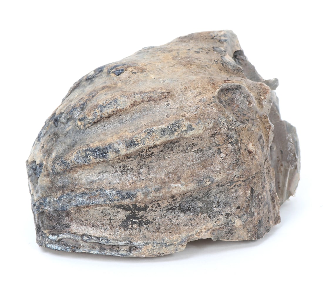 Fossilized Mammoth Molar Section (1 of 8)