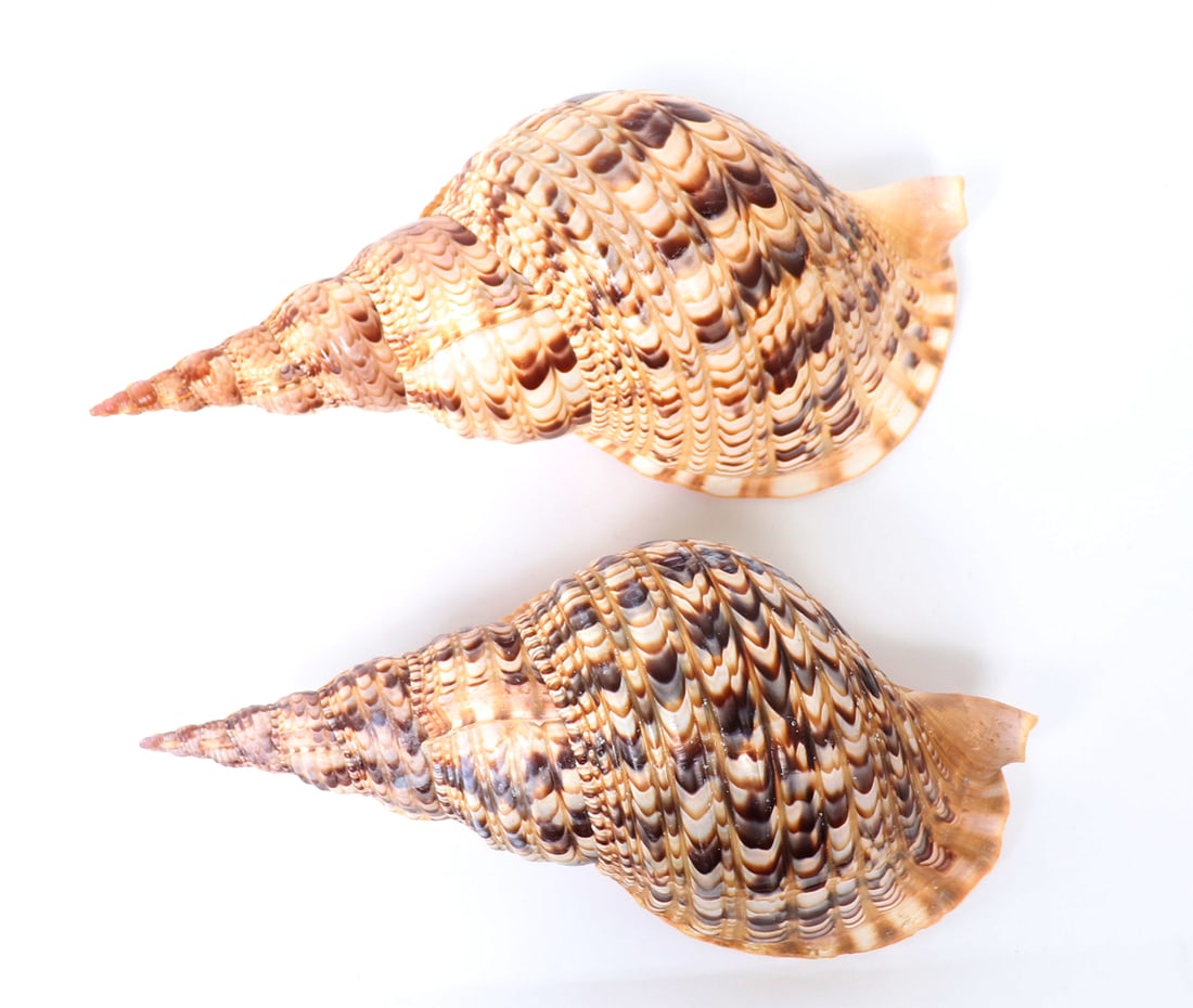 Two Large Triton Seashells (1 of 4)