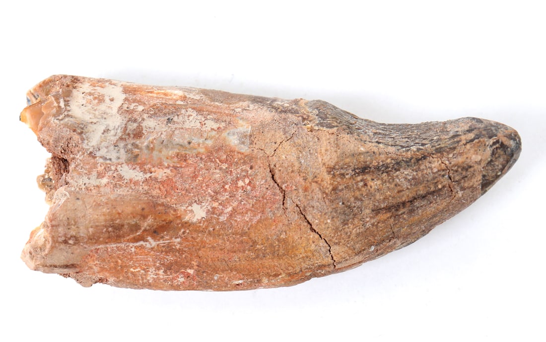 Massive Fossilized Dinosaur Claw (1 of 8)
