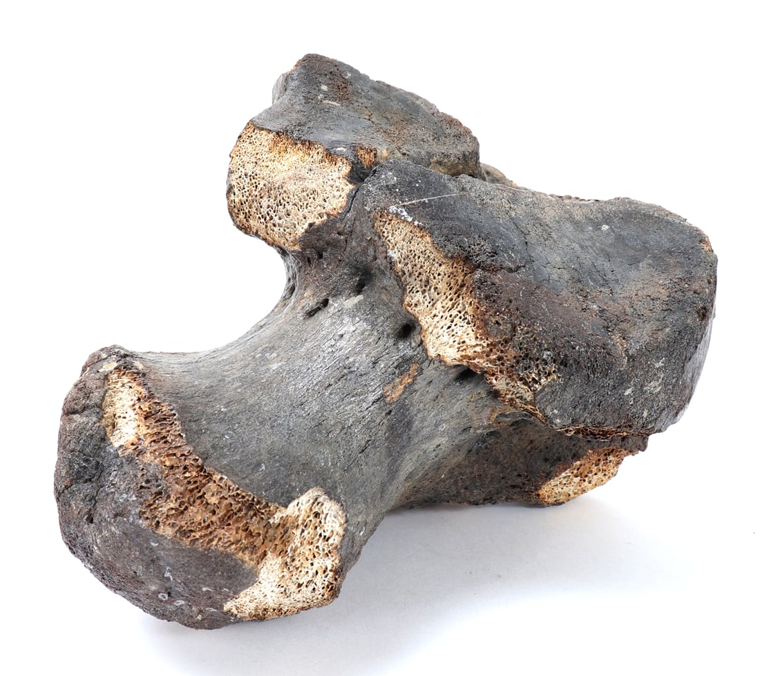 Fossilized Ancient Dinosaur Bone: Well preserved section of dinosaur bone, likely a section of hip or a joint. Weathered and greyed from being underground for hundreds of thousands of years. Size 7 1/8" x 4 1/2"