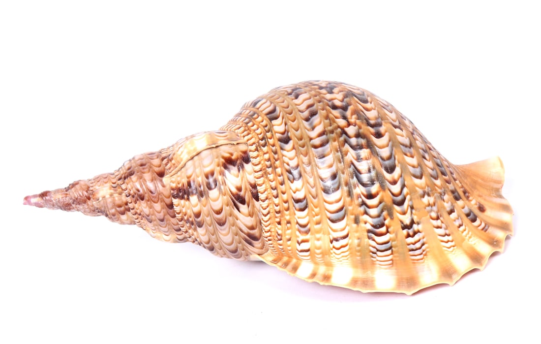 Triton Sea Shell, Charonia Tritonis, Thirteen Inches Long (1 of 5)