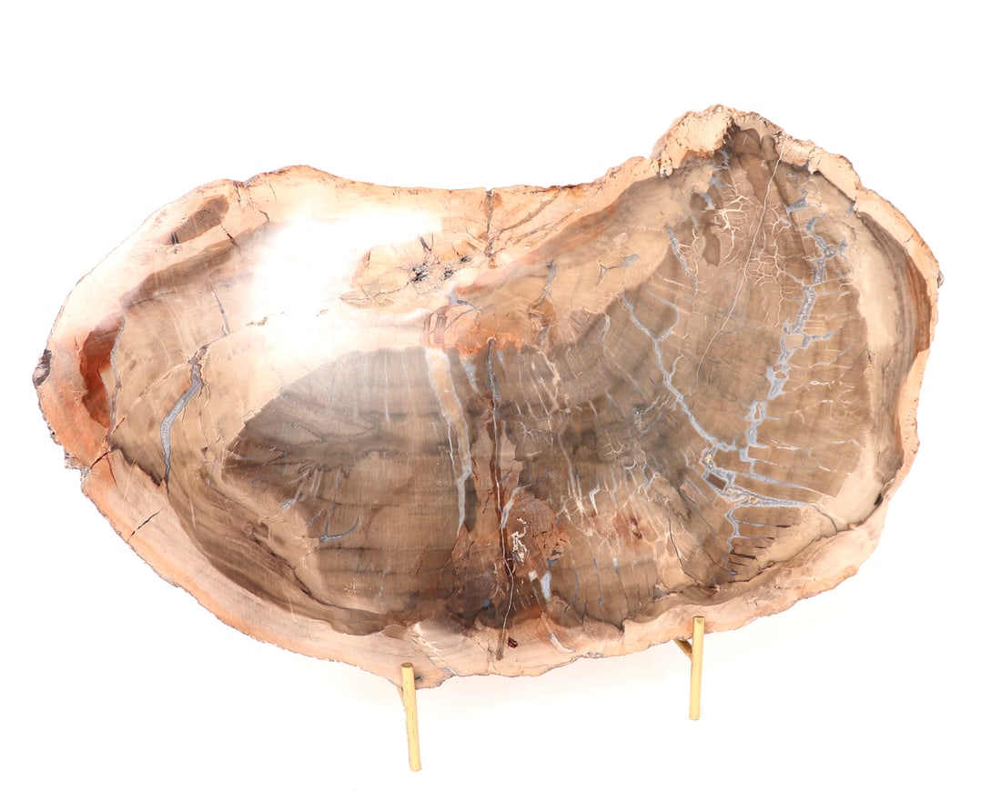 Ancient Petrified Wood Slab w/Stand (1 of 5)