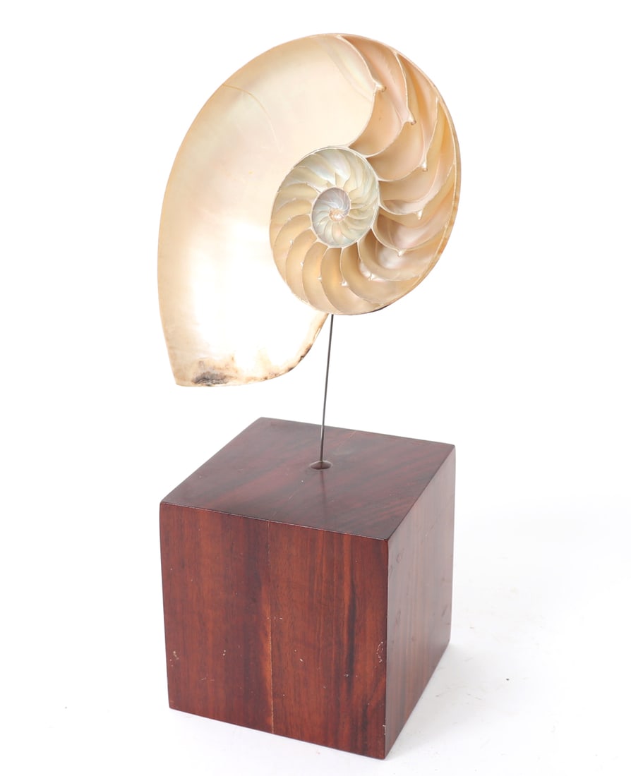 Mounted Nautilus Half Shell: Gorgeous half shell of a nautilus snail wonderfully presented on a maple block stand. Unmistakable iridescence throughout. Size 10 1/2" H on custom stand