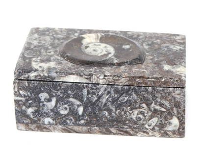Fossilized Ammonite Jewelry Box: Gorgeous rectangular shaped ammonite fossil jewelry or trinket box. With a large fossilized ammonite to the face, with numerous other unknown species of fossils layered in between. Deep space black wi