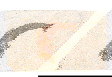 Fossilized Fish Stone Slab: Wonderful ancient well preserved fossilized fish stone slab with great remaining color throughout. Size 5 1/8" L x 3 1/8" W, weight 217 g