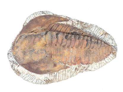 Large Ancient Trilobite Fossil in Matrix: Beautiful large ancient trilobite fossil in matrix with wonderful defense ridges still intact. Earthen tones throughout from age. Size 10 1/4" L, weight 3.3 lb.