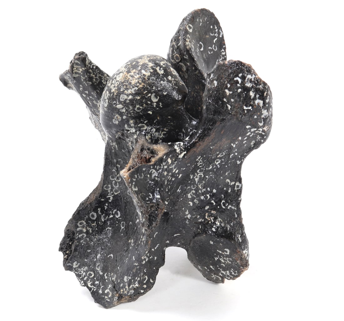 Ancient Fossilized Dinosaur Bone: Fine section of dinosaur bone section with a nice dark patina throughout. Speckled throughout gives the appears of possibly being under water and covered in barnacles. Size 5 1/8" L, weight 352 g