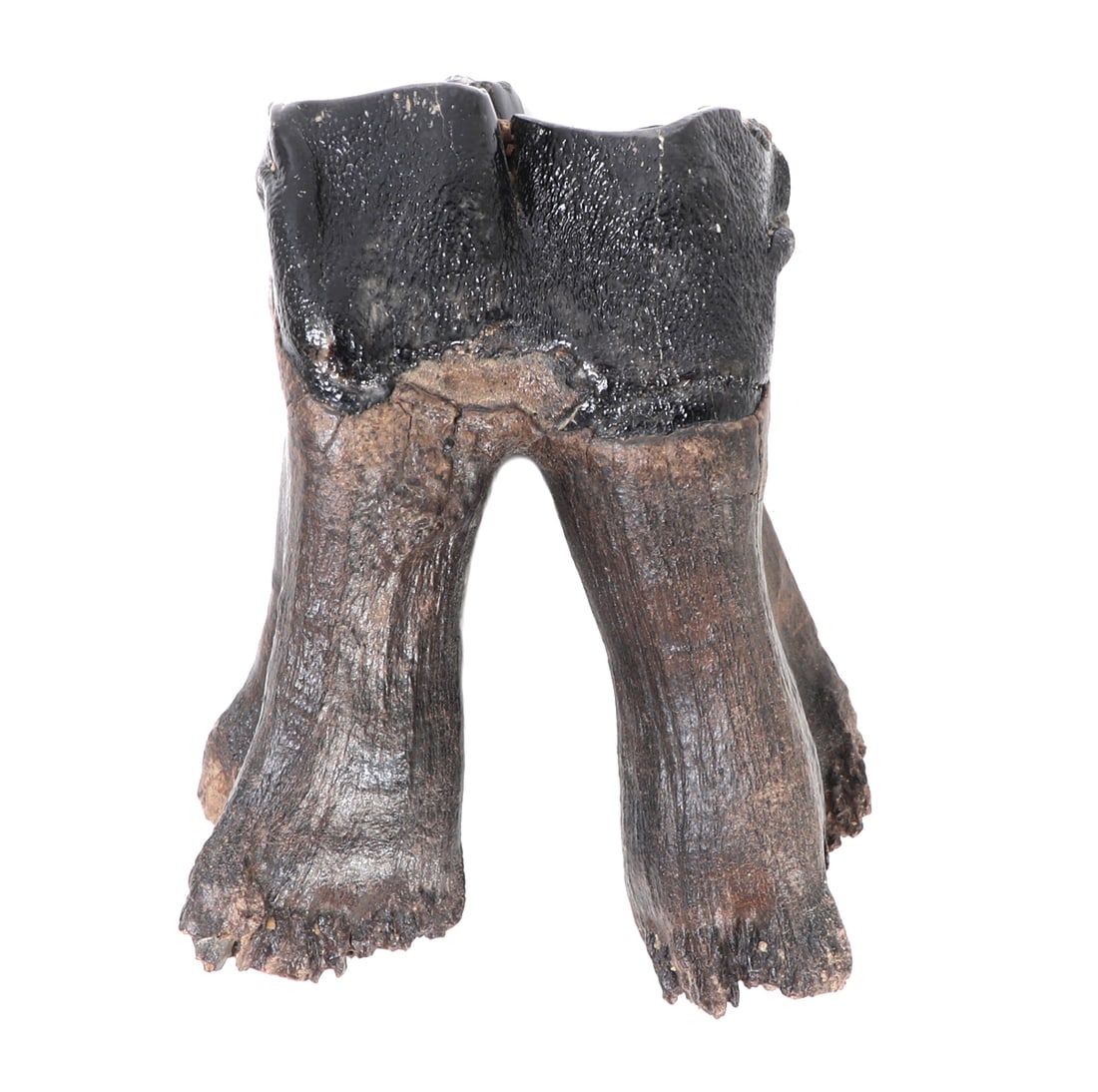 Ancient Woolly Rhinoceros Fossilized Tooth: North America, Pliocene to Pleistocene (Ice Age), ca. 100,000 to 20,000 years old. Wonderful molar from a young woolly rhino, complete with long deep roots. Tooth has several crowned ridges remaining,
