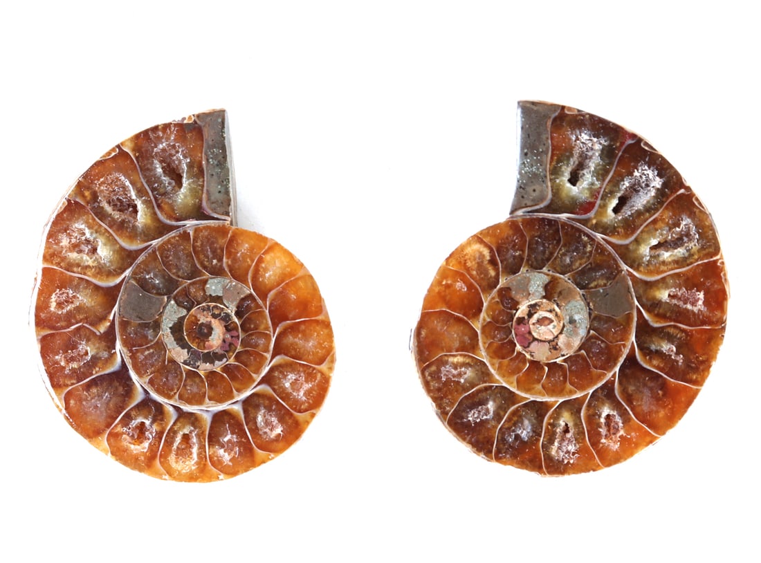 Pair of Cut and Polished Ammonite Fossils (1 of 4)