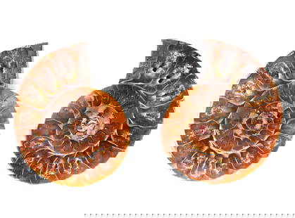 Pair of Cut and Polished Ammonite Fossils: Gorgeous ancient fossilized cut and polished ammonite fossil. Gorgeous sunset orange coloring against earth tones, with crystal inclusions. Ammonites are extinct marine mollusks, closely related to mo