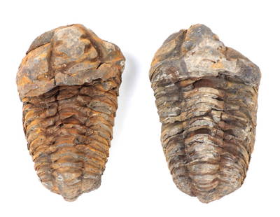Two Large Ancient Fossilized Trilobites: Paleozoic Era. Two wonderful well preserved ancient trilobites, an extinct marine arthropod that thrived in Earth's ancient seas. Size 3 1/8" L, weight 126 g