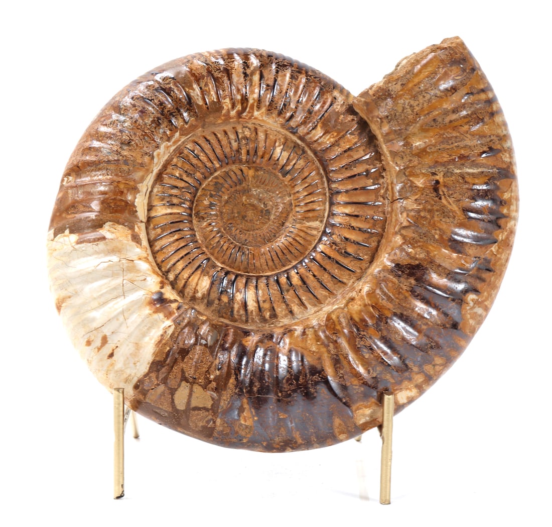 Incredible Fossilized Arietites Ammonite with Stand (1 of 9)