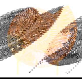 Incredible Fossilized Arietites Ammonite with Stand: Wonderful ancient fossilized ammonite specimen with lovely Earthy brown coloration and strongly textural ribbing all the way to the center of its shell's natural whorl. Size 8 1/4" W, weight 1930g