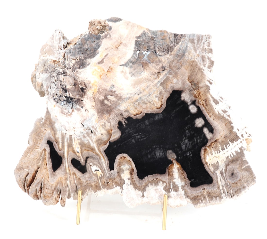 Gorgeous Slab of Petrified Gopher Wood (1 of 5)