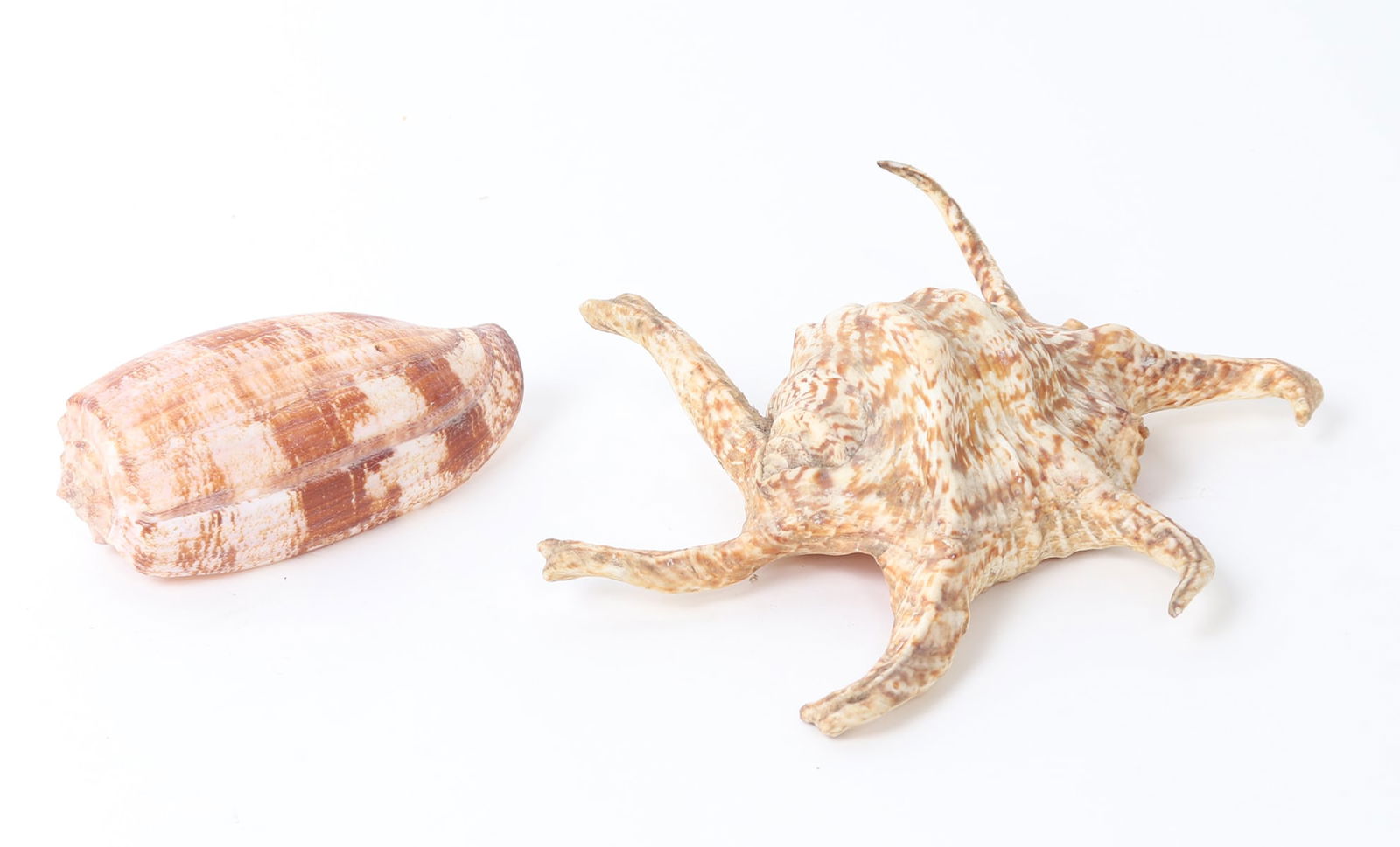 Two Lovely Sea Shells, Conus Geographus & Spider Conch (1 of 8)