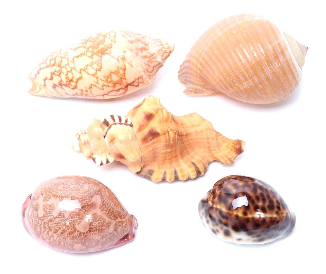 Lot of Five Vintage Sea Shells (1 of 3)
