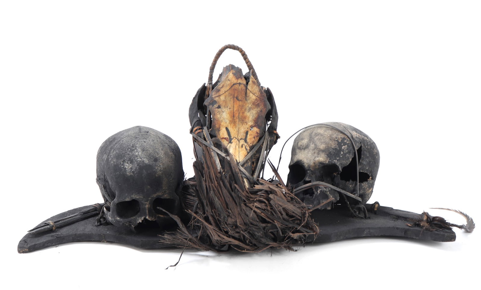 Filipino Human Trophy Skulls Display, Ifugao: Well preserved pair of human trophy skulls rattan lash mounted on a hand carved piece of wing shaped wood with dark patina throughout. Center skull is likely of a young boar with rattan lash surroundi