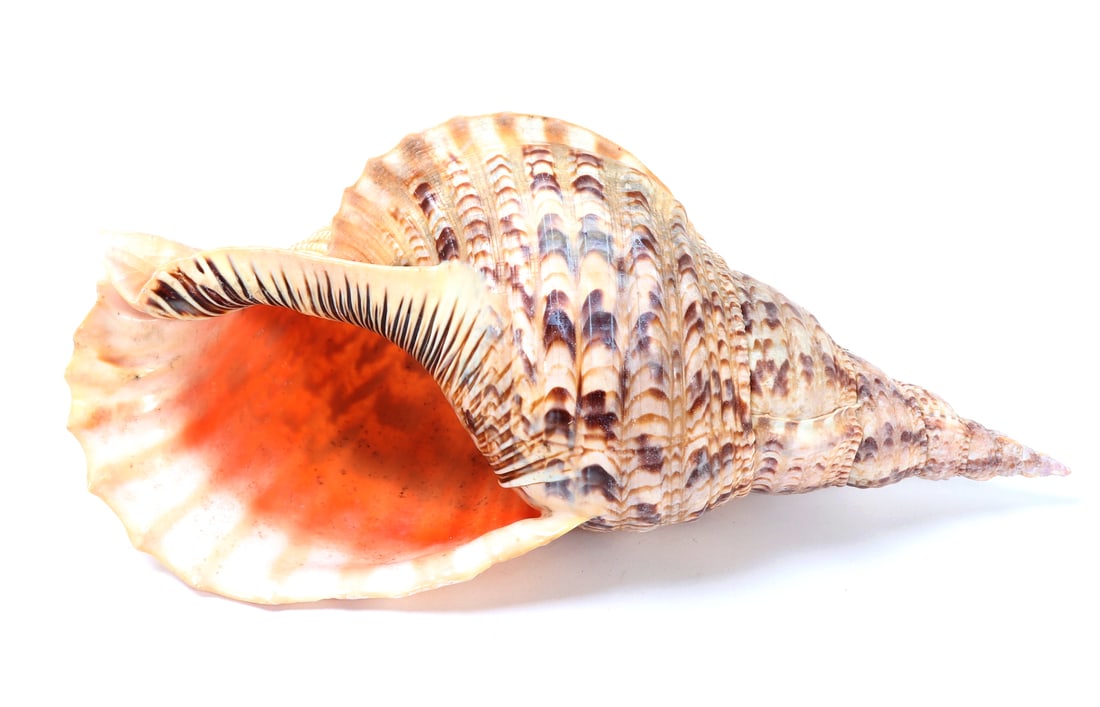 Wonderful Seventeen Inch Long Triton Conch Shell (1 of 4)