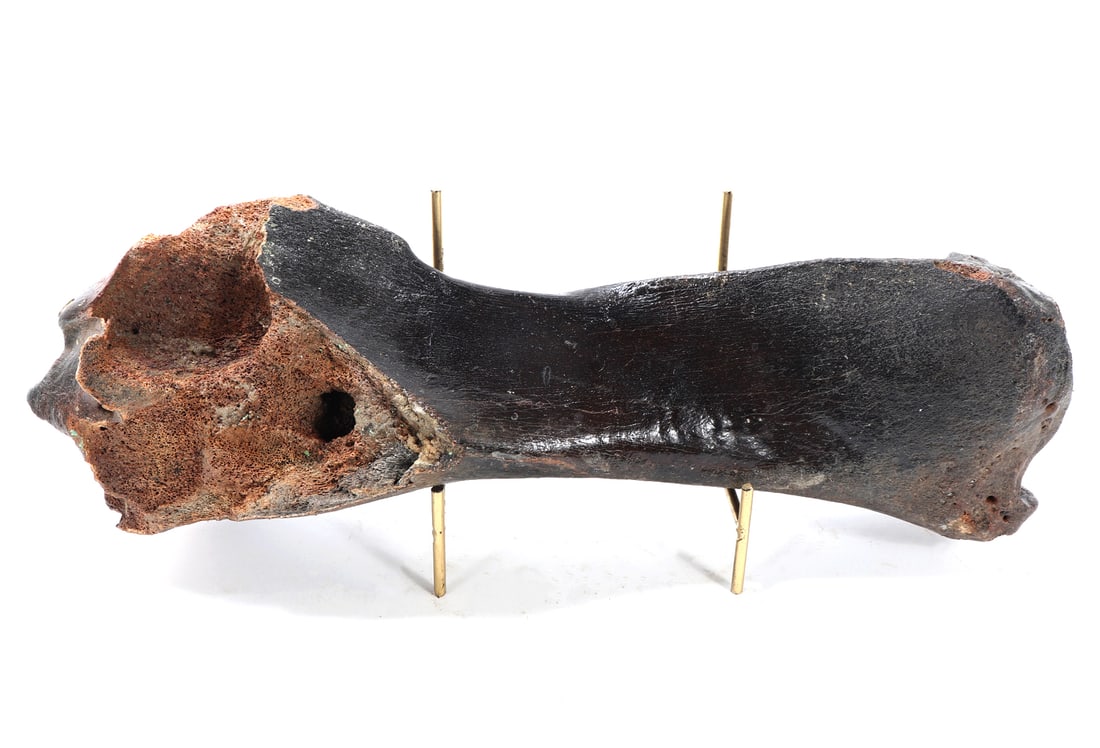Ancient Wooly Mammoth Fossilized Bone w/Stand: Nice ancient fossilized wooly mammoth bone, likely a section of leg bone. Dark aged patina throughout as seen. Size 15" L x 4 1/4" W, stand 5 1/4" H